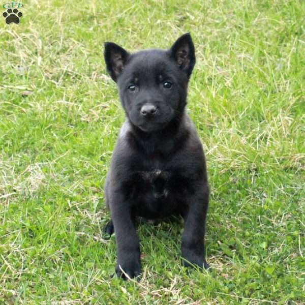 Fletcher, Belgian Malinois Puppy