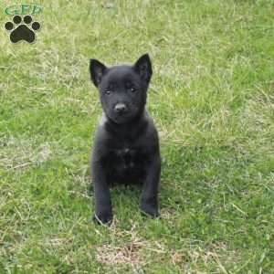 Fletcher, Belgian Malinois Puppy