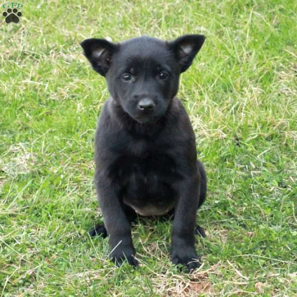 Flora, Belgian Malinois Puppy