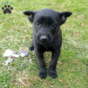Flora, Belgian Malinois Puppy