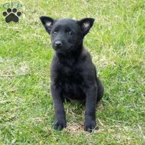 Flora, Belgian Malinois Puppy