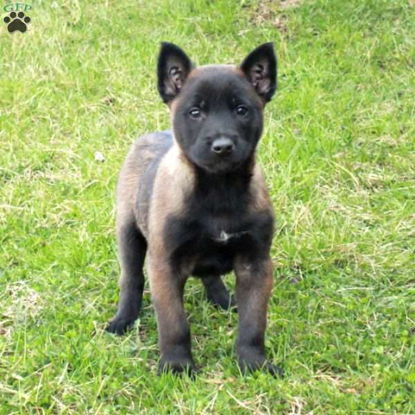 Foster, Belgian Malinois Puppy
