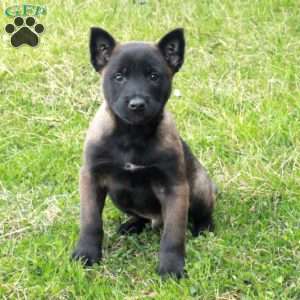 Foster, Belgian Malinois Puppy