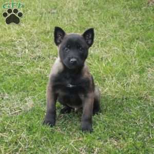 Foster, Belgian Malinois Puppy