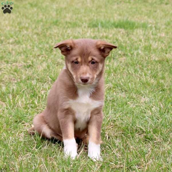 Francesca, Border Collie Puppy
