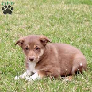 Francesca, Border Collie Puppy