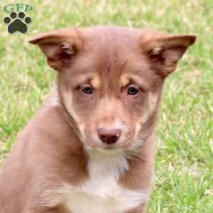 Francesca, Border Collie Puppy