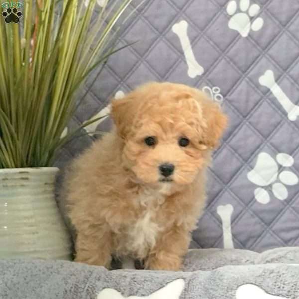 Frankie, Bich-Poo Puppy