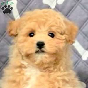 Frankie, Bich-Poo Puppy