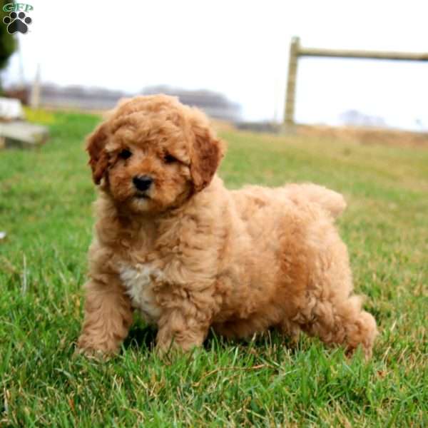 Frankie, Miniature Poodle Puppy