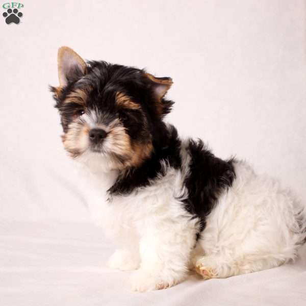 Fred, Biewer Terrier Puppy