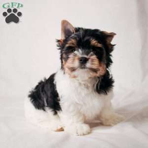 Fred, Biewer Terrier Puppy