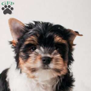 Fred, Biewer Terrier Puppy