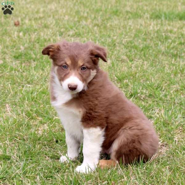 Freddy, Border Collie Puppy