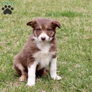 Freddy, Border Collie Puppy