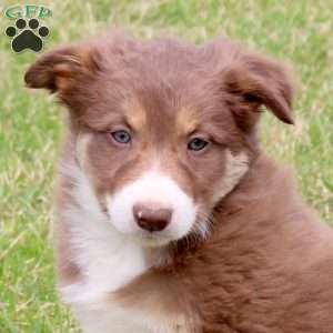 Freddy, Border Collie Puppy