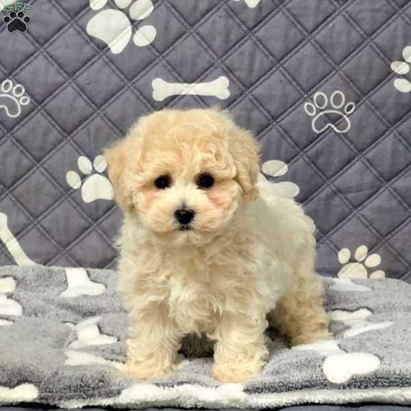 Freya, Bich-Poo Puppy