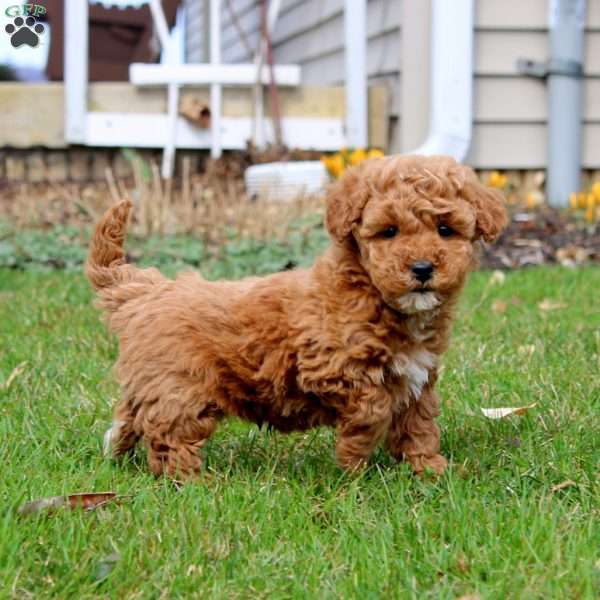 Frosty, Mini Goldendoodle Puppy