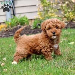 Frosty, Mini Goldendoodle Puppy