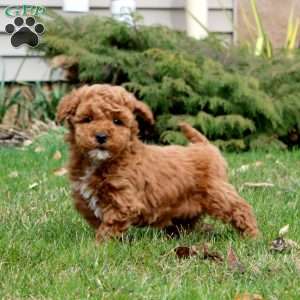 Frosty, Mini Goldendoodle Puppy