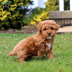 Frosty, Mini Goldendoodle Puppy