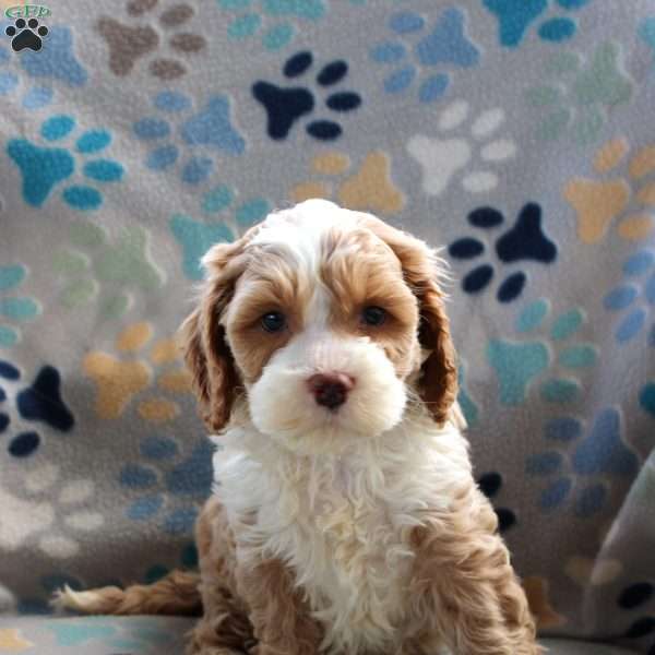 Fruitcake, Cockapoo Puppy