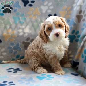 Fruitcake, Cockapoo Puppy