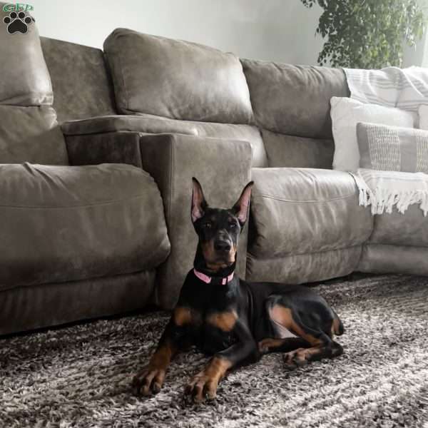 Bella, Doberman Pinscher Puppy