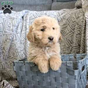 Furry, Goldendoodle Puppy