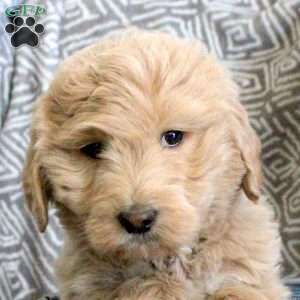 Furry, Goldendoodle Puppy