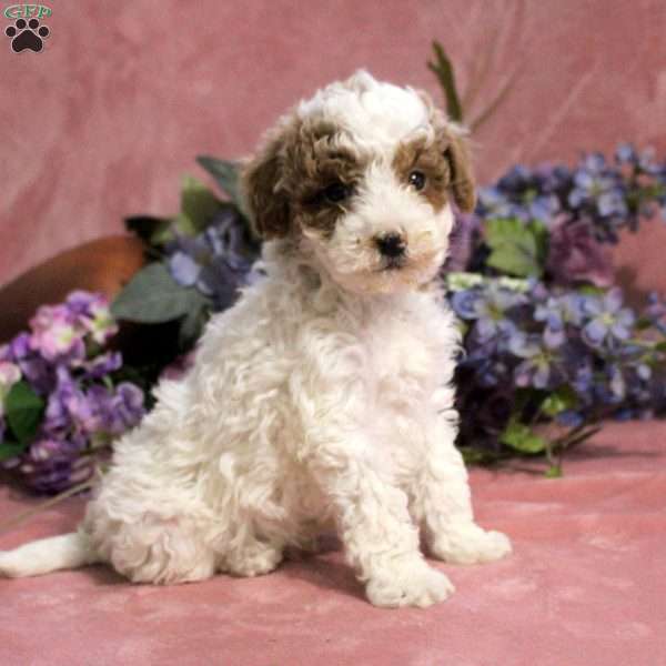 Gabe, Toy Poodle Puppy