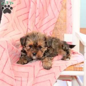 Gabe, Shorkie Puppy
