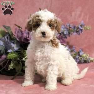 Gabe, Toy Poodle Puppy