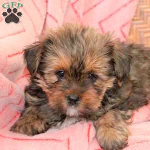 Gabe, Shorkie Puppy