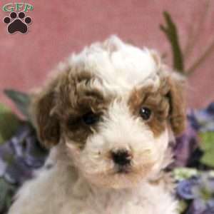 Gabe, Toy Poodle Puppy