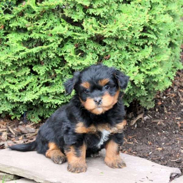 Galaxy, Havanese Puppy