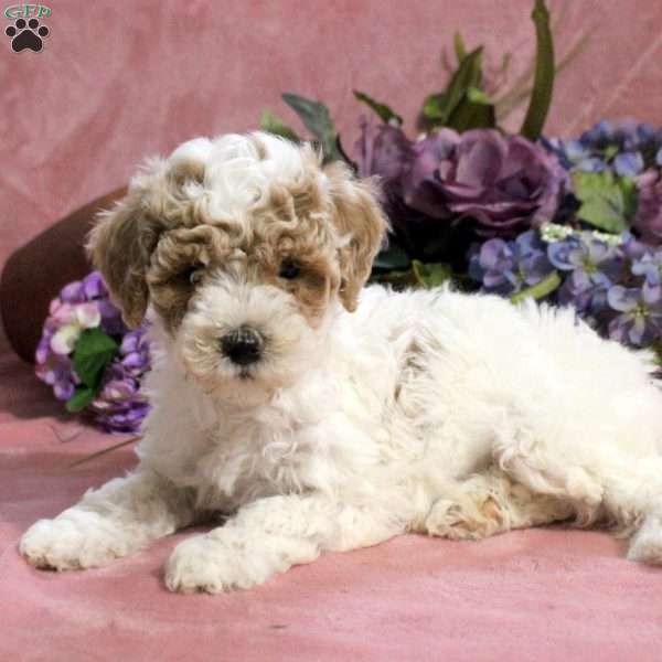 Galen, Toy Poodle Puppy