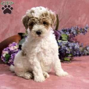 Galen, Toy Poodle Puppy