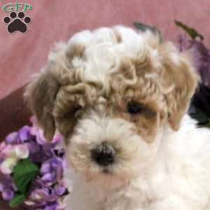 Galen, Toy Poodle Puppy