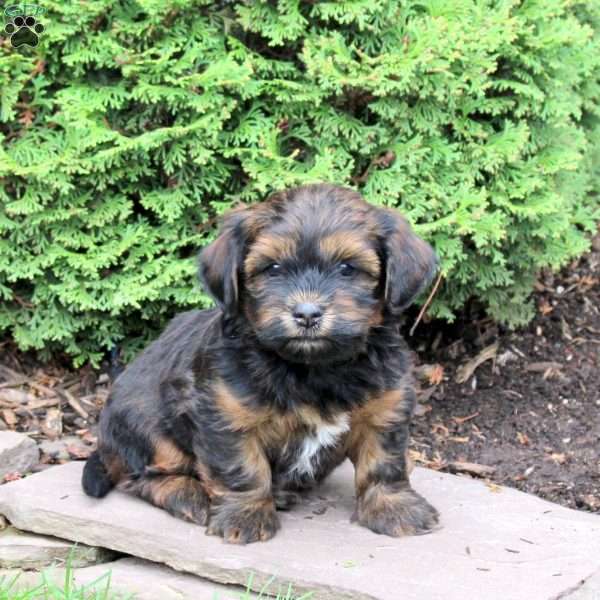 Gary, Havanese Puppy