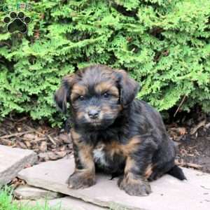 Gary, Havanese Puppy