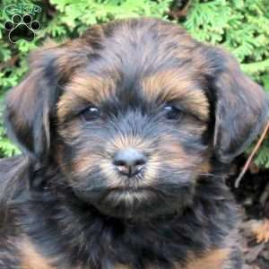 Gary, Havanese Puppy