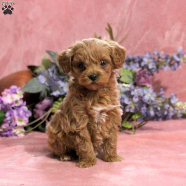 Gavin, Toy Poodle Puppy