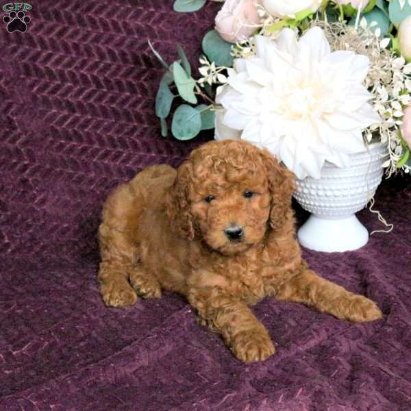 Gavin, Mini Labradoodle Puppy