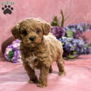 Gavin, Toy Poodle Puppy