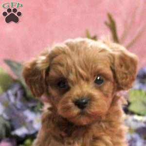 Gavin, Toy Poodle Puppy
