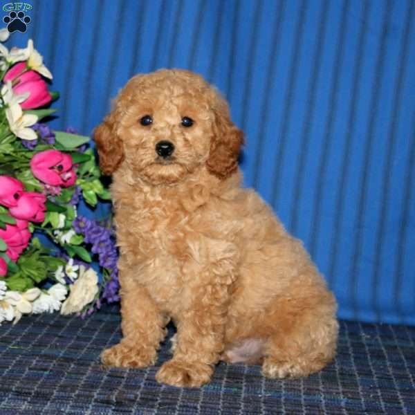 Gavin, Miniature Poodle Puppy