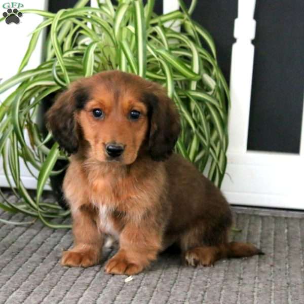 Gavin, Dachshund Puppy