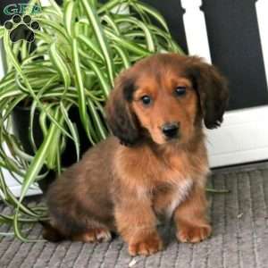 Gavin, Dachshund Puppy