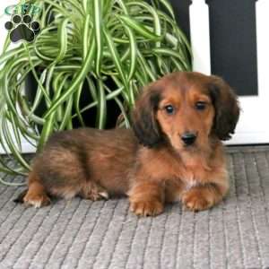 Gavin, Dachshund Puppy